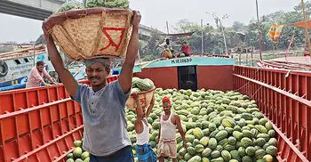 চাঁদপুর ঘাটে আসছে অপরিপক্ব তরমুজ, যাচ্ছে দেশের বিভিন্ন প্রান্তে