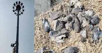 বেনাপোল বিদ্যুতায়িত হয়ে অতিথি পাখির মৃত্যু