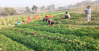 রমজান ঘিরে পাহাড়ের পাদদেশে পুদিনার আবাদ, অর্ধকোটির বাণিজ্যের আশা