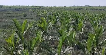 মিরসরাইয়ের বুকে যেন তৈরি হচ্ছে আরেক সুন্দরবন