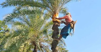 শীতের বুড়ি এবং অন্যান্য