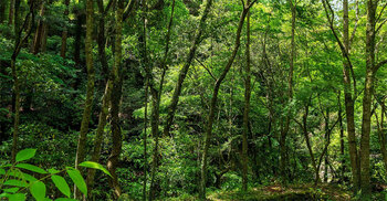 DNCC embarks on creating Miyawaki forest in Diabari