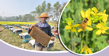 রাজবাড়ী‌তে মধু সংগ্রহ ক‌রে মা‌সে আয় ৩ লাখ টাকা