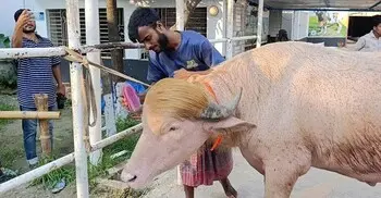 মহিষ কোরবানি করা যাবে কি?