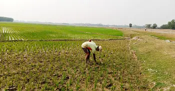 মৌলভীবাজারে পানি সংকটে ৬০ হাজার কৃষক, চাষাবাদ ব্যাহত