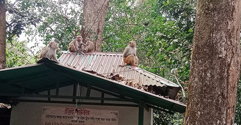 পর্যটকের দেওয়া খাবারের জন্য অপেক্ষায় বানরের দল