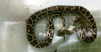 মৌলভীবাজারে চা বাগান থেকে অজগর উদ্ধার