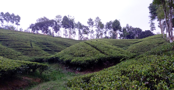 পর্যটকদের নতুন আকর্ষণ ‘দার্জিলিং টিলা’