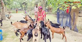 এক ছাগলেই ভাগ্য বদল মমতাজ বেগমের
