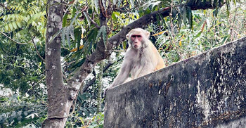 খাবার সংকটে বানর, বসতবাড়িতে দিচ্ছে হানা