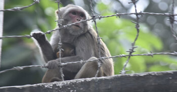 শহরের দেয়ালে বনের গল্প