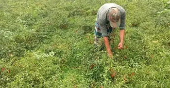 শেরপুরে মরিচের বাম্পার ফলনে কৃষকের মুখে হাসি