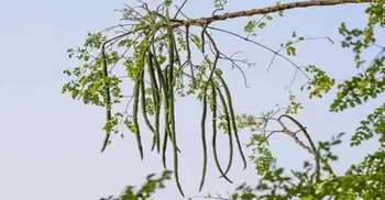 জানেন কী? আপনার পানির ৯৮% মাইক্রোপ্লাস্টিক দূর করতে পারে শজনে বীজ