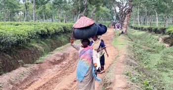 শ্রমিকদের জীবনচক্র আটকে আছে চা বাগানের গণ্ডিতে