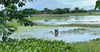 হাওরের জলাবদ্ধতায় আমন নিয়ে বিপাকে চাষিরা