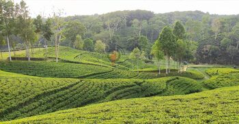 ঘোষণায় পার ১৭ বছর, উন্নয়ন জোটেনি পর্যটন জেলা মৌলভীবাজারে