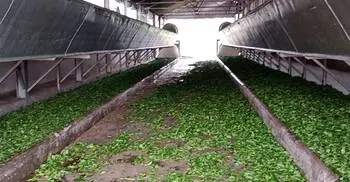 লোডশেডিংয়ের বাগড়ায় ব্যাহত চা উৎপাদন