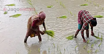 চা বাগানে বেকার, বাইরে মজুরি বৈষম্যের শিকার নারী শ্রমিকরা