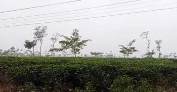 সর্বনিম্ন তাপমাত্রায় শীতে বিপর্যস্ত মৌলভীবাজার