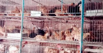 ঈদে মুরগির দাম কেজিতে বেড়েছে ১০০ টাকা, হিমশিম মধ্যবিত্তরা