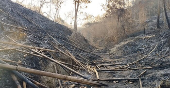 মৌলভীবাজারে ২৩ বাঁশমহালে লুটের মহোৎসব