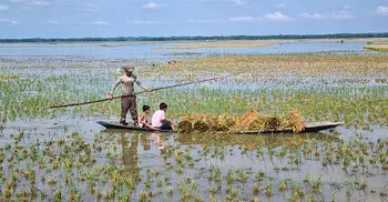 মৌলভীবাজারে বাড়ছে হাওরের পানি, নতুন করে ডুবছে ধান