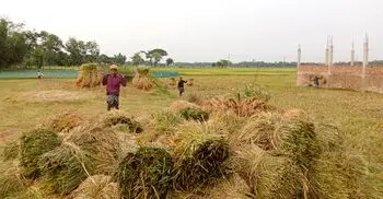 বৃষ্টির দাপটে ধান মাড়াই ব্যাহত, আগাম বন্যার শঙ্কায় কৃষক