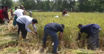 কৃষকের দুই একর জমির ধান কেটে দিলো ছাত্রলীগ