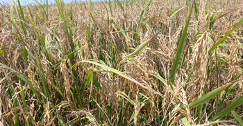 হাওরে ব্লাস্ট রোগে নষ্ট হচ্ছে ধান, দিশেহারা চাষি