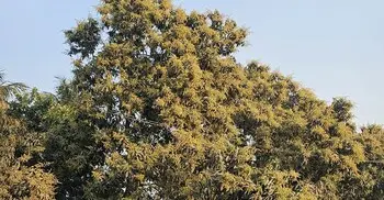 মেহেরপুরে আমের বাম্পার ফলন, রপ্তানি নিয়ে দুশ্চিন্তা