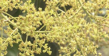 সাতক্ষীরায় আমের বাম্পার ফলনের স্বপ্ন ৫০ হাজার চাষির