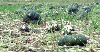 মুন্সিগঞ্জে শিলাবৃষ্টিতে লন্ডভন্ড ফসলি জমি