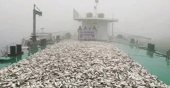 মুন্সিগঞ্জে ১০ হাজার কেজি জাটকা জব্দ