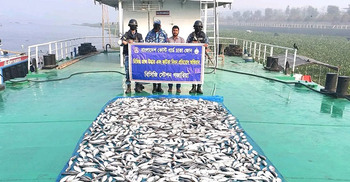 মুন্সিগঞ্জে ১৩ লাখ টাকার অবৈধ জাটকা জব্দ