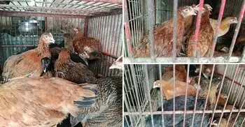 তিনদিন কমার পর বাড়লো সোনালি মুরগির দাম, সরবরাহ সংকট