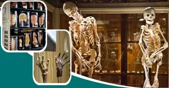 মানুষের শরীরের অঙ্গপ্রত্যঙ্গের সংগ্রহশালা এই জাদুঘর