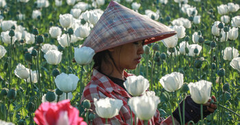 পপি চাষে আফগানিস্তানের স্থান দখল করছে মিয়ানমার