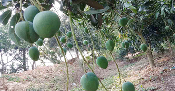 নওগাঁর আম বাজারে আসবে ২২ মে