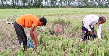 জমিতেই পড়ে থাকছে ৫০ লাখ টাকার খড়