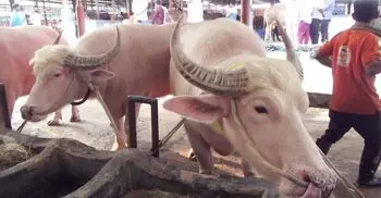 নারায়ণগঞ্জে কোরবানির জন্য প্রস্তুত ‘ট্রাম্প-নেতানিয়াহু’