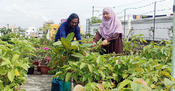 চিকিৎসক দম্পতির ছাদ যেন বনসাইয়ের রাজ্য
