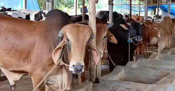 নারায়ণগঞ্জে চাহিদার তুলনায় কোরবানি পশু বেশি