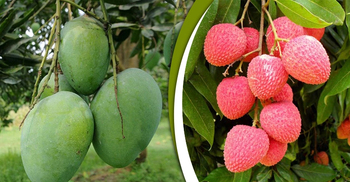 নাটোরে আম-লিচু আহরণের সময়সীমা নির্ধারণ