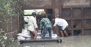 ভাঙা স্লুইস গেটে ঢুকছে নদীর পানি, সিংড়ায় ৬০০ হেক্টর ধান নিয়ে শঙ্কা