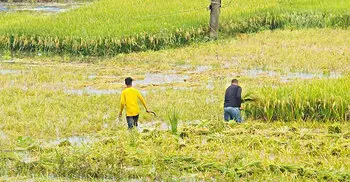 উজানের ঢলে হুমকিতে চলনবিলের ধান