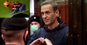 ‘ডার্ট ফ্রগ’ বিষ কী? পুতিনের প্রতিদ্বন্দ্বী হওয়ায় নাভালিনকে হত্যা?