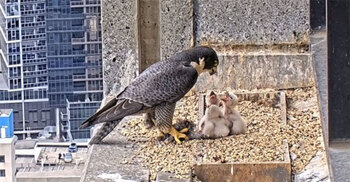 Sky-high falcon drama ‘Nestflix’ keeps Australians glued to screens