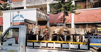 নেত্রকোনায় ৩২ ভারতীয় গরু জব্দ, আটক ১