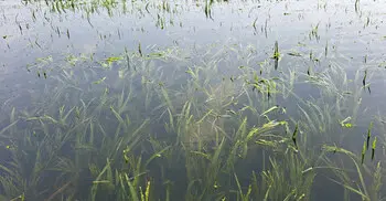 ‘পানিতে ডুবে কাঁচা ধান চোখের সামনে পঁচে যাচ্ছে, চিন্তায় ঘুম অয় না’