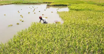 হাওরে বন্যার শঙ্কায় দ্রুত ধান কাটতে মাইকিং